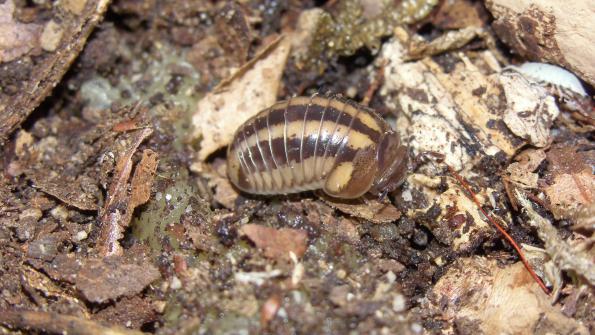 Glomeridae: Glomeris connexa