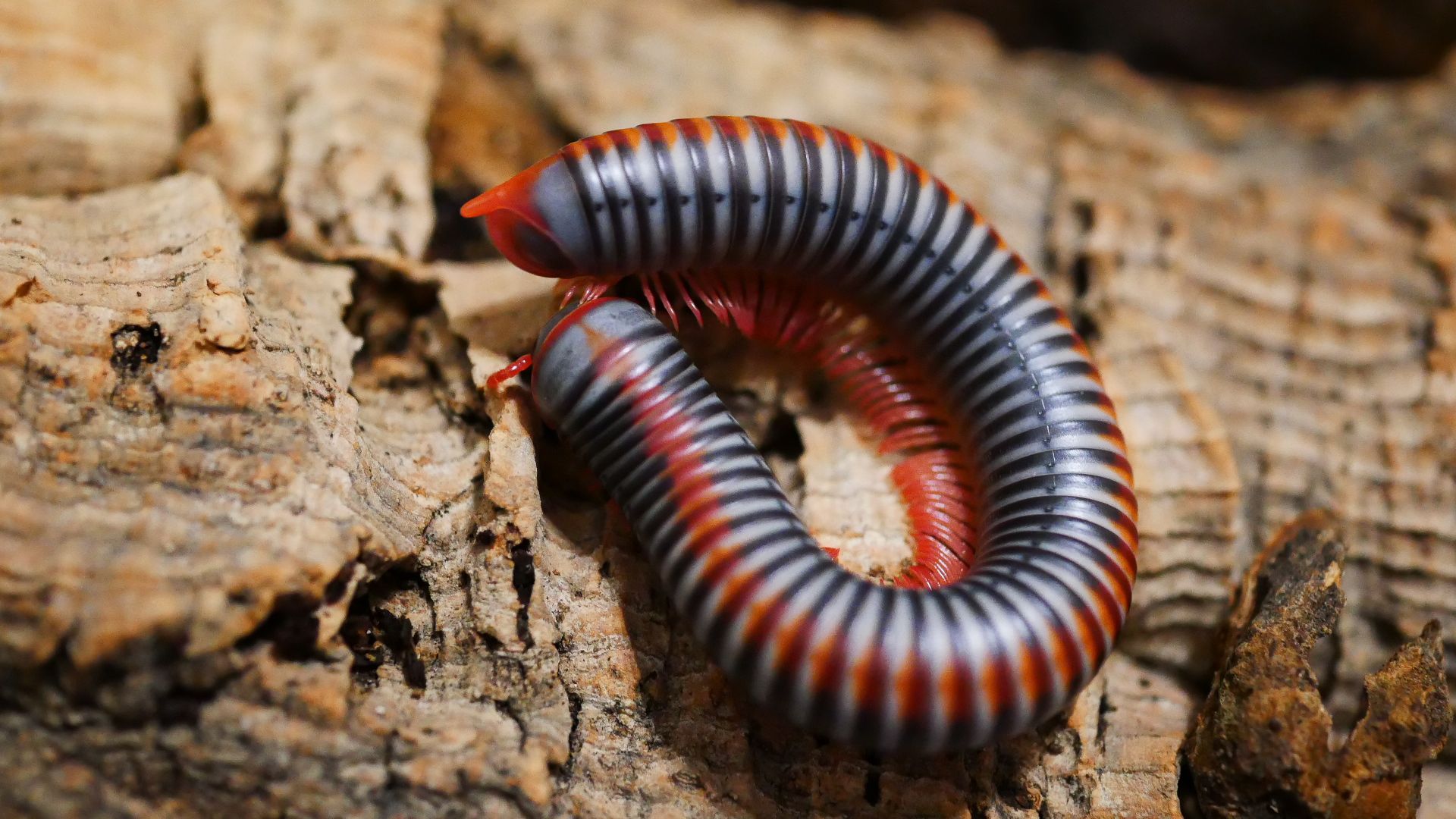 Creepylittlecreatures Atopochetus Arten