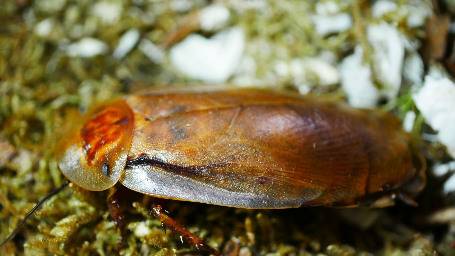 Creepylittlecreatures Blaberus Arten