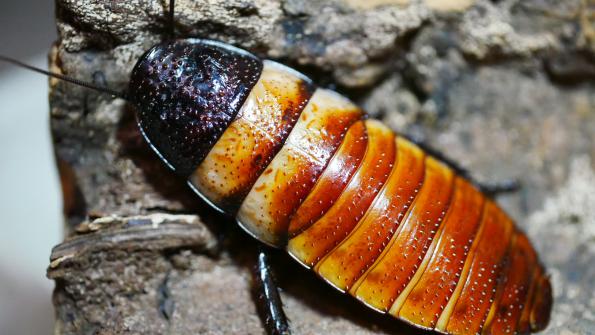 Elliptorhina davidi