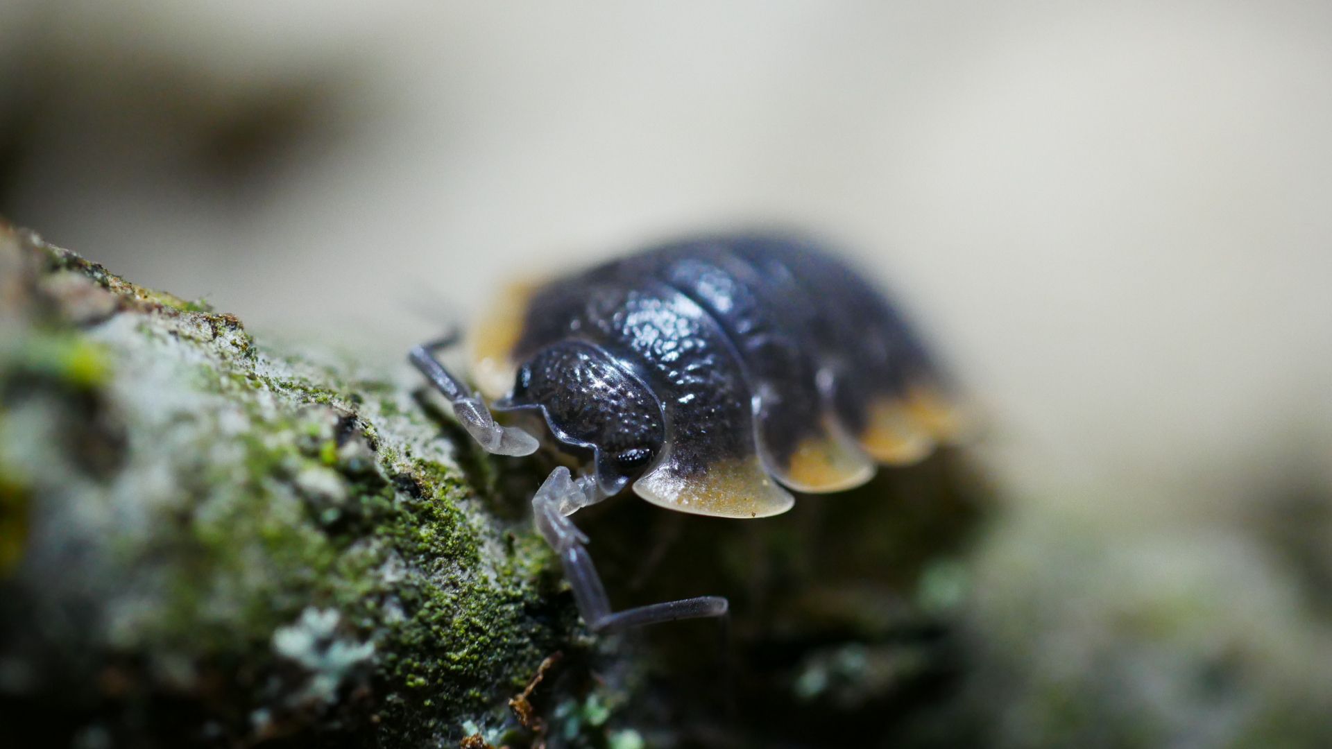 Creepylittlecreatures Trachelipus Arten