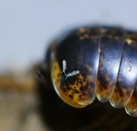 Collembola auf einem Saftkugler