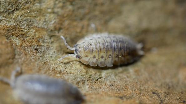 Agabiformius lentus