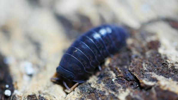 Merulanella spec. “China”