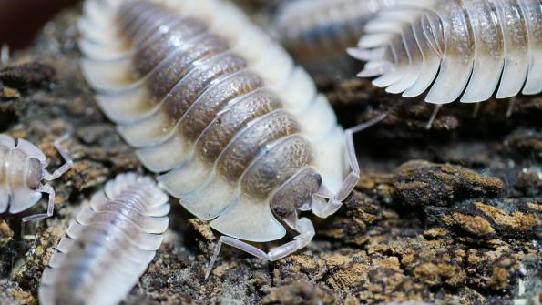 Trachelipus trilobatus