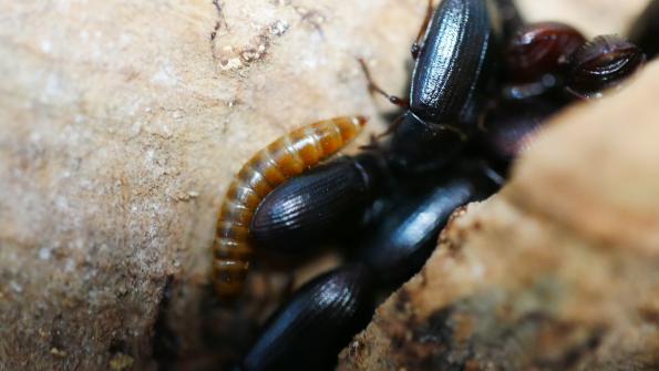 Getreideschimmelkäfer mit einer als Bufallowurm bekannter Larve (Alphitobius diaperinus)