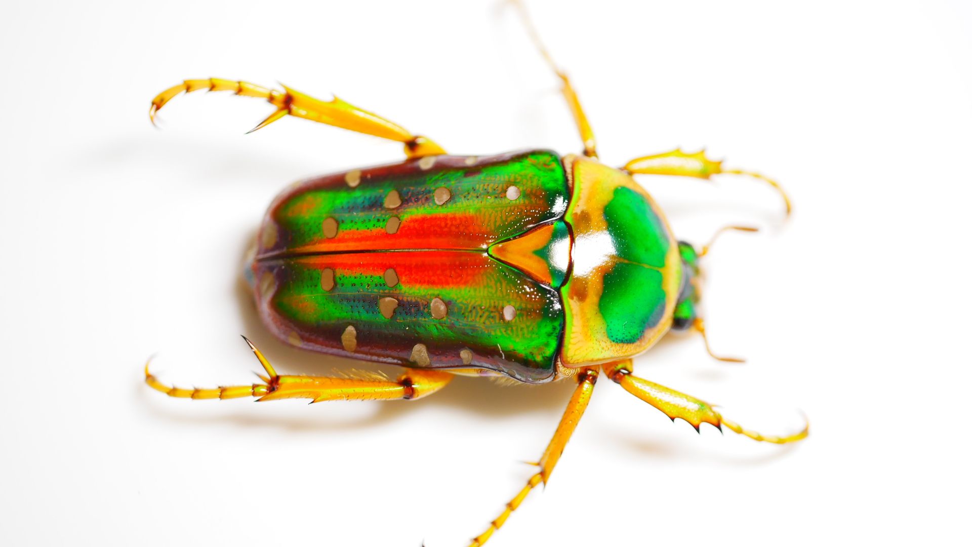 Creepylittlecreatures Bestand