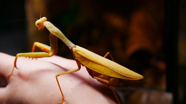 Hierodula venosa, Weibchen