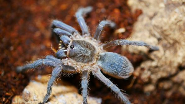 Aphonopelma seemanni