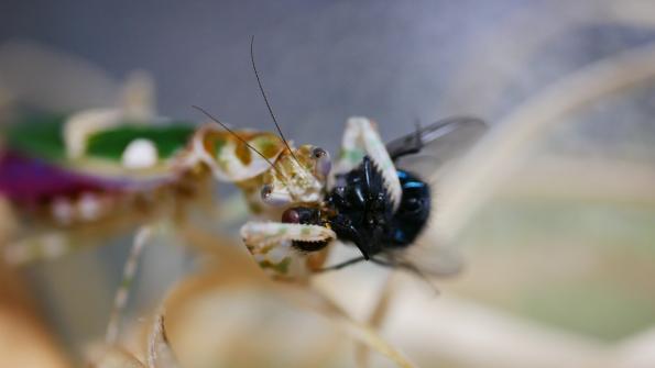 Creobroter gemmatus mit einer Stubenfliege