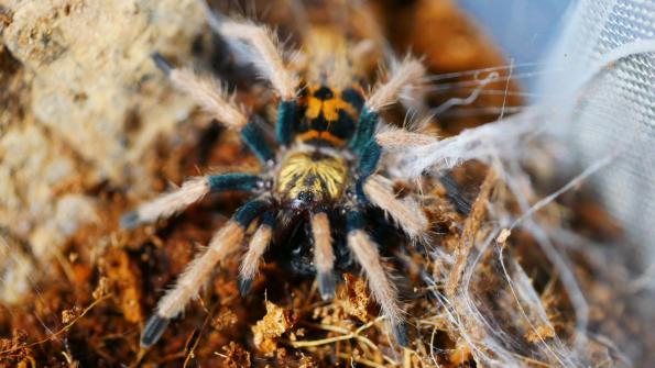 Chromatopelma cyaneopubescens