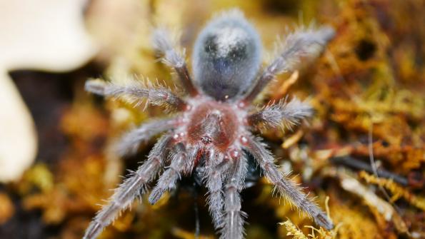 Grammostola pulchra