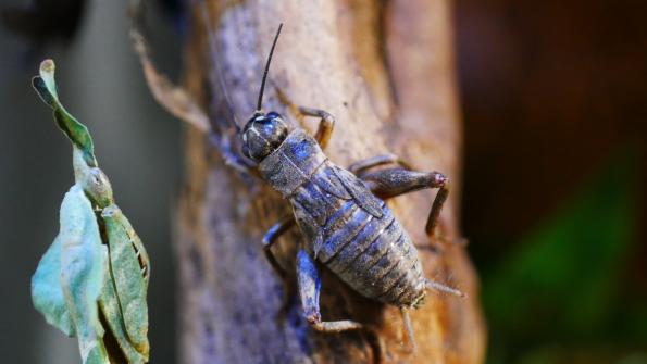 Zweifleck - Mittelmeergrille (Gryllus bimaculatus) neben einer Phyllocrania paradoxa