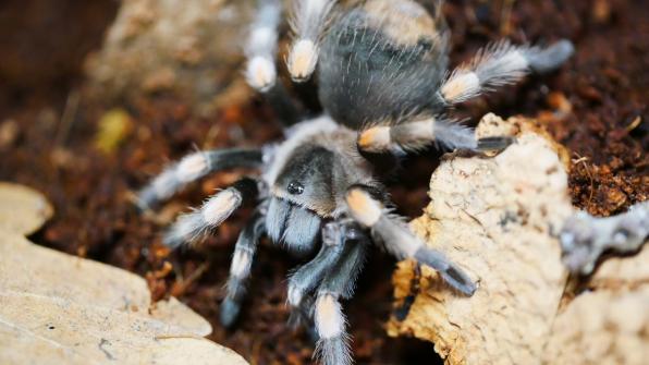 Brachypelma harmonii