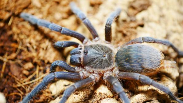 Aphonopelma seemanni 