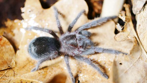 Grammostola pulchra