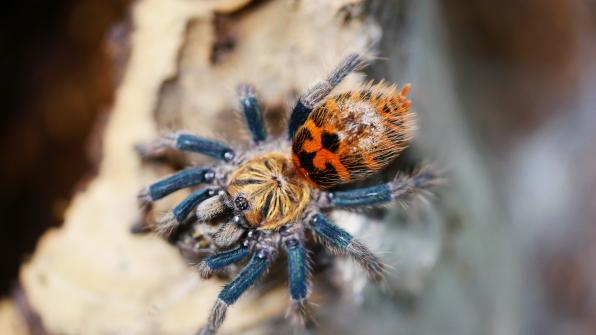 Chromatopelma cyaneopubescens