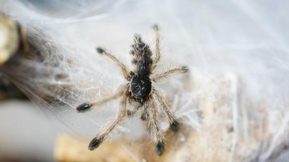 Avicularia juruensis Morph 2