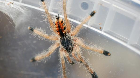 Avicularia metallica