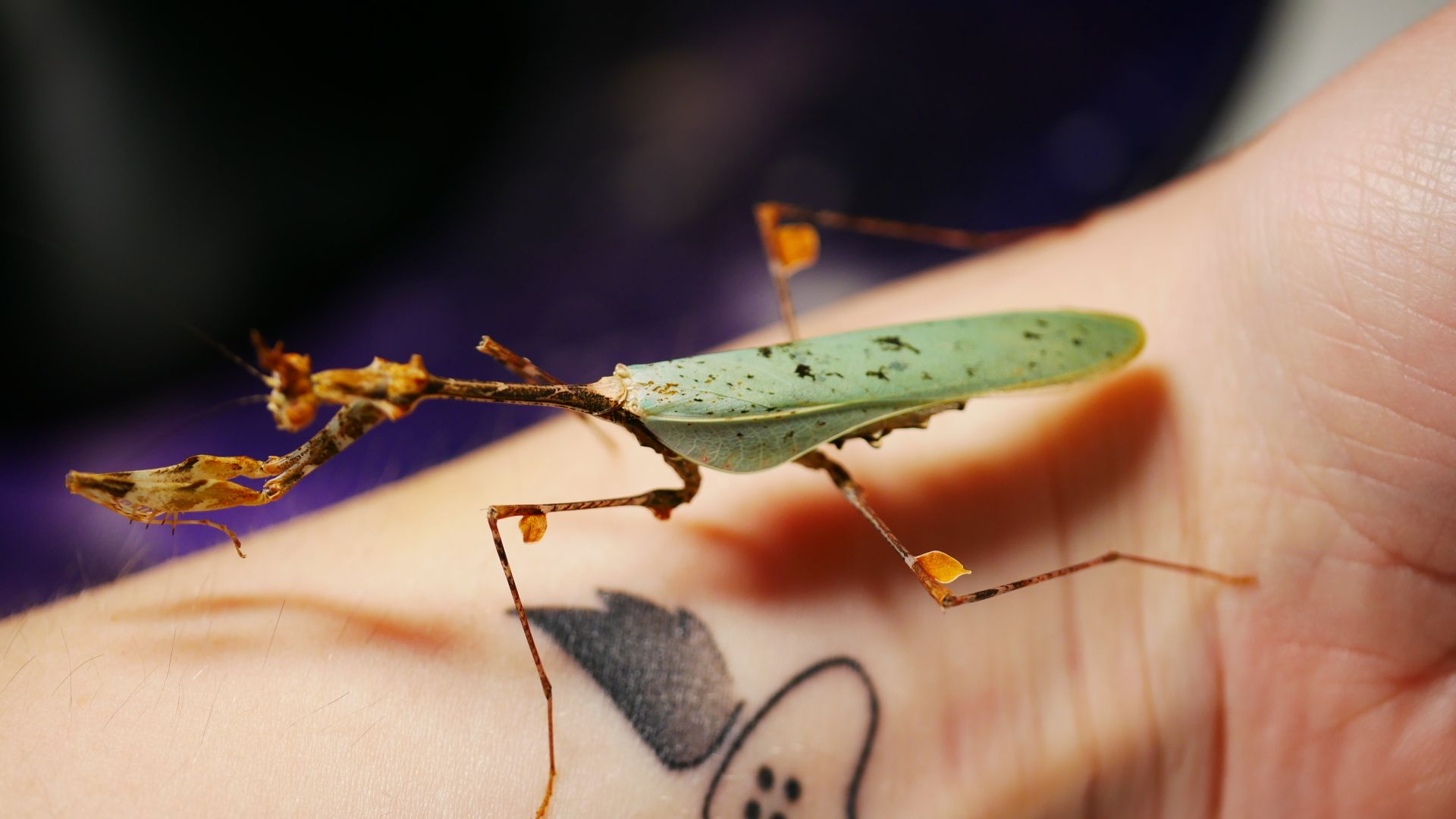 Creepylittlecreatures Mittelgroße Arten