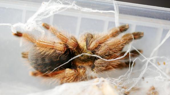 Psalmopoeus pulcher